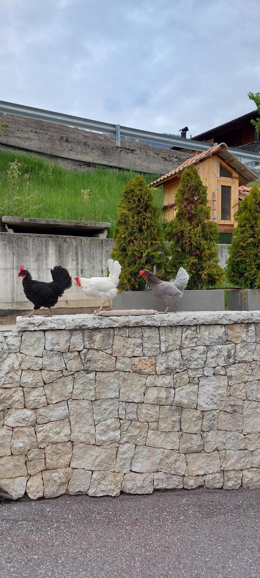 Romallo马家宾馆住宿加早餐旅馆 外观 照片